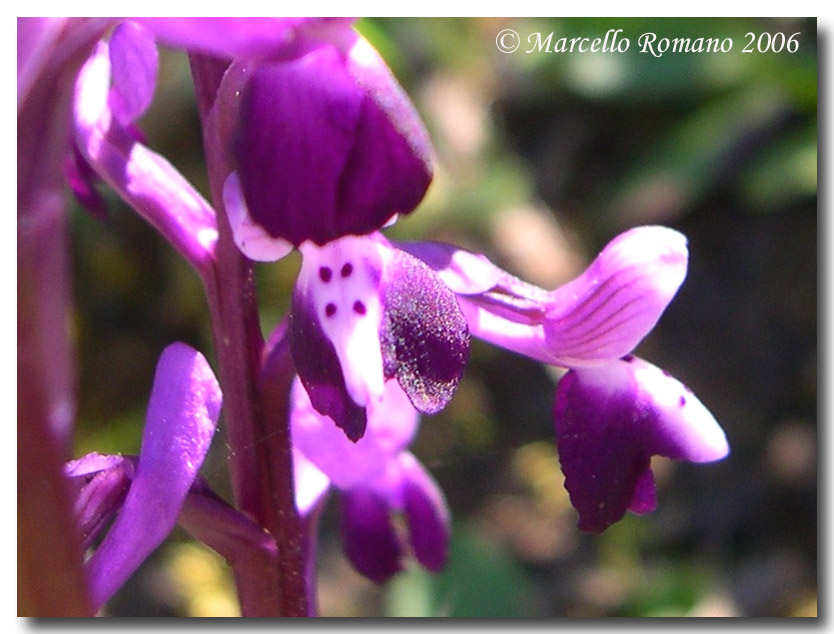 Anacamptis morio subsp. longicornu / Orchide cornuta